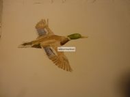 duck in flight